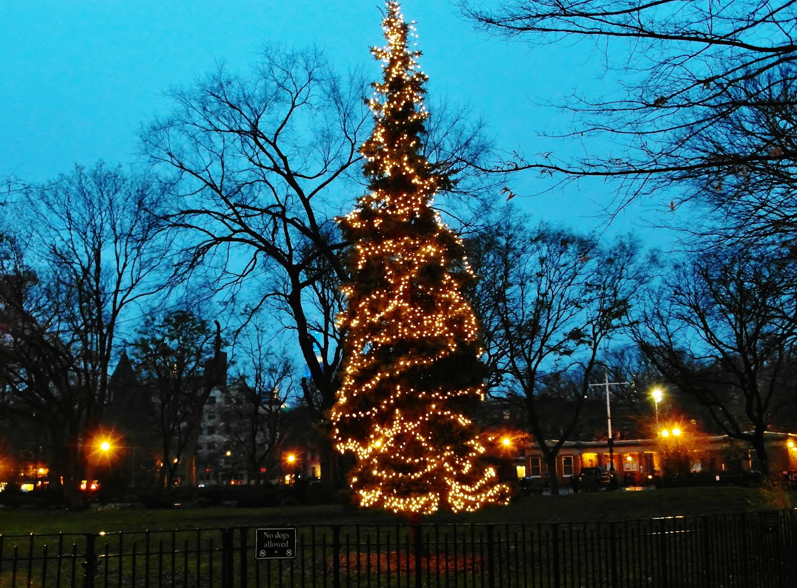 Tompkins Square Park Holiday Tree