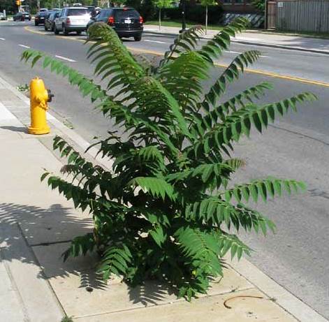 ailanthus sidewalk